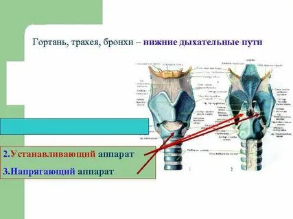 Гортань и трахея