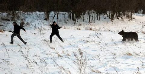 Медведь охотится на людей
