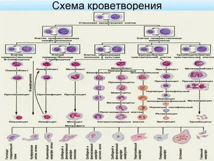 Схема образования клеток