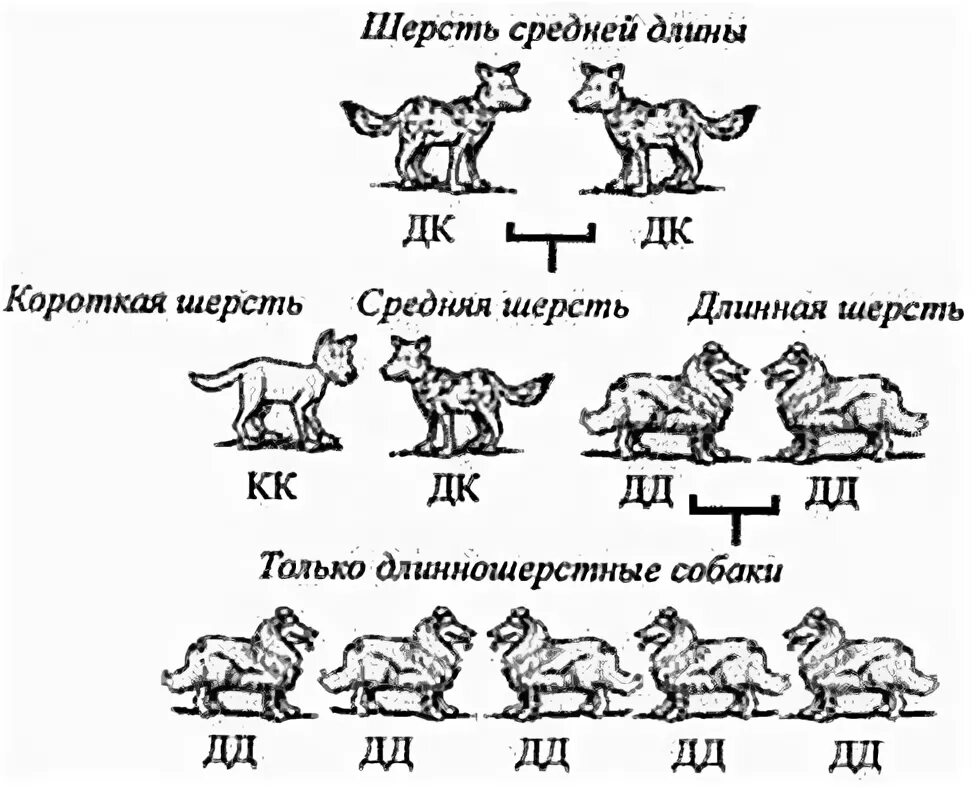 Скрещивание пород собак схема. Инбридинг схема. Инбридинг собак схема. Инбридинг породы собак. Простой инбридинг