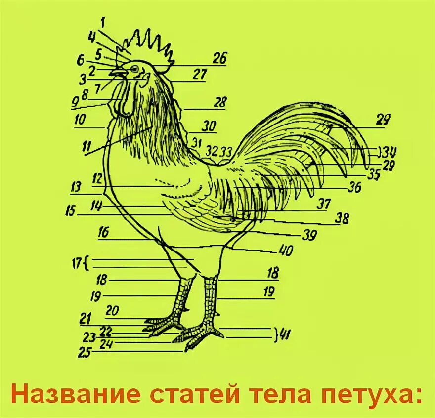 Курица строение тела. Плюсна у курицы это. Стать петушком. Анатомическое строение курицы. Стать петушком.