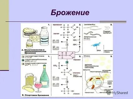 Брожение углеводов