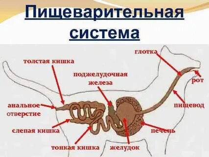 Железы пищеварительной системы млекопитающих