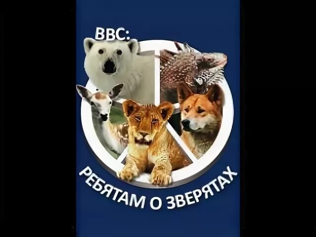 Ребятам о зверятах ббс. Ребятам о зверятах bbc. ВВС ребятам о зверятах волк. Ребятам о зверятах bbc медведи.