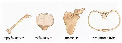 Смешанная кость рисунок. Строение смешанных костей. Кости трубчатые губчатые плоские смешанные. Поясничный позвонок вид сбоку. Классификация костей по форме.
