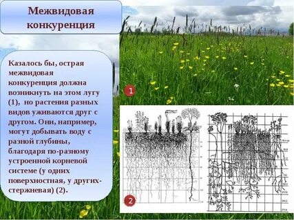 Поля конкуренции