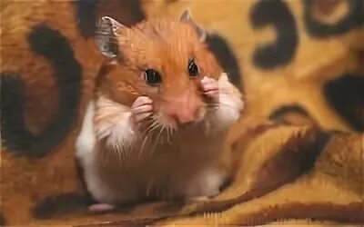 Хомячок роборовского. Хома джунгарик. Маска хомячка. Хомяк 27 28 июня. Хомяк 27 28 июня.