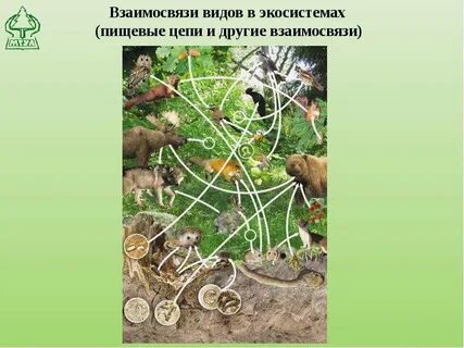 Почему дубраву считают биогеоценозом между всеми
