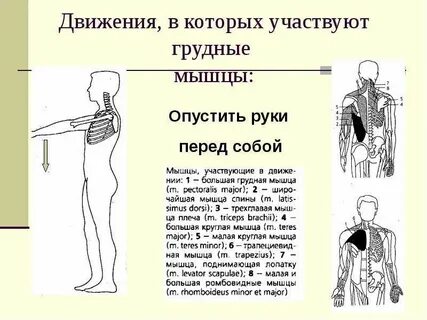 Мышца опускающая руку