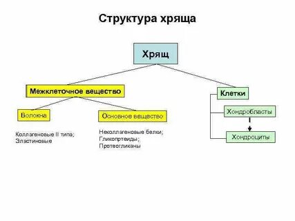Межклеточное вещество состоит из волокон и вещества