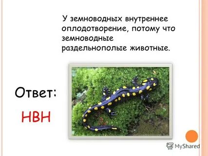 Внутреннее оплодотворение у земноводных