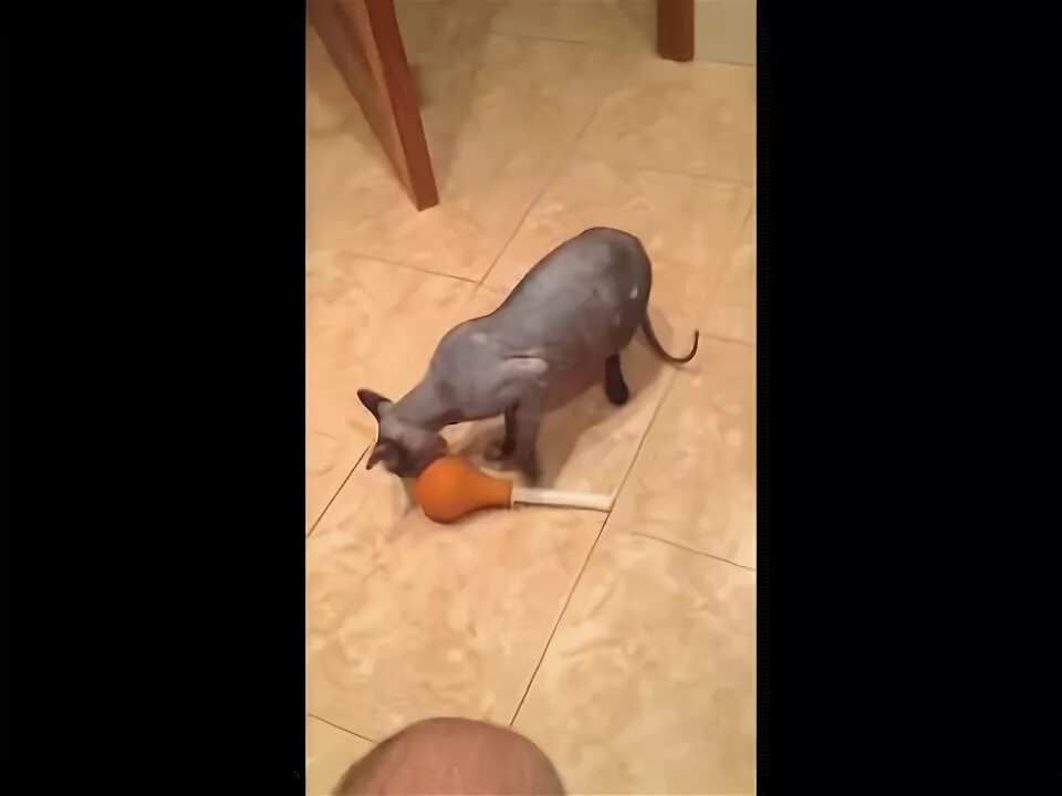 Как сделать клизму коту. Как сделать клизму коту