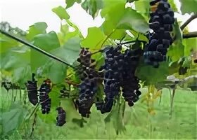 Винодельни аргентины. Виноград на урале. Виноград на урале осенью. Виноград на урале осенью. Виноград на урале осенью.