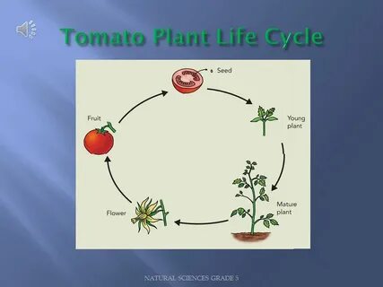 Teach the cycle of life