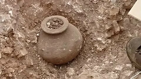 История горшковых