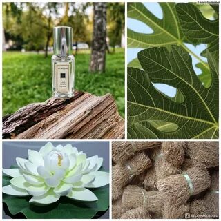 Jo malone fig lotus flower