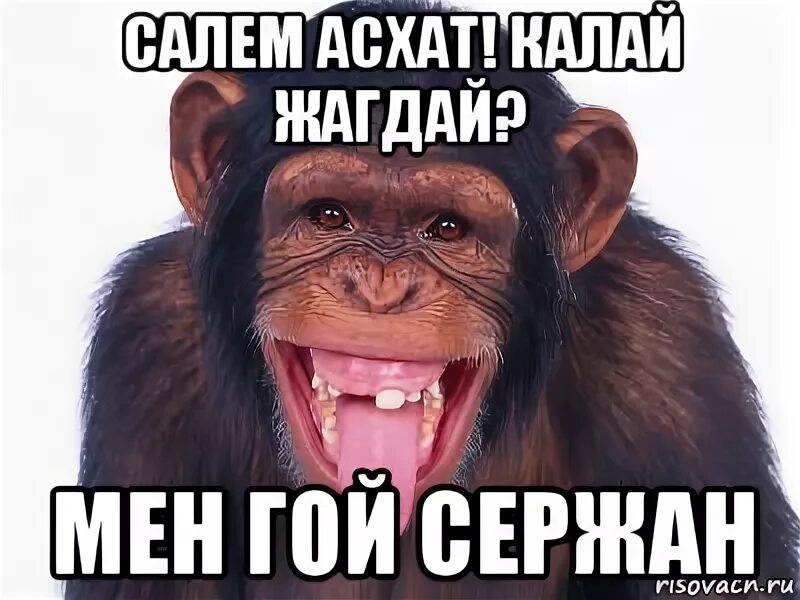 Мен гой. Асхат прикол. имя асхат. мемы про асхата. обезьяна по имени дима.