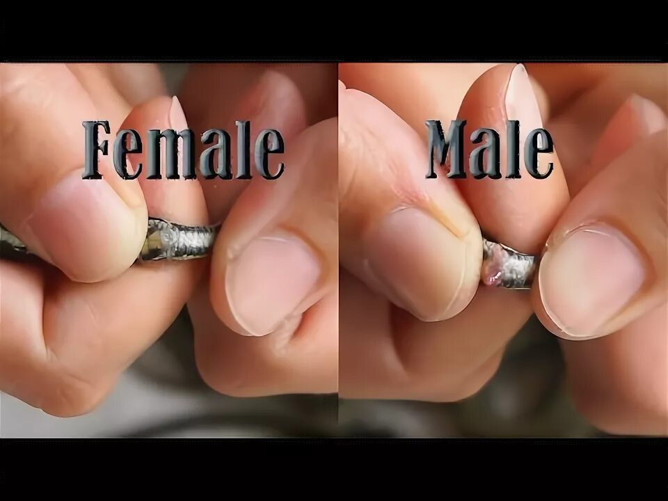 Какого пола змеи. Половые органы маисового полоза. Змея хвост. Какого пола змеи. Змеиный хвост.