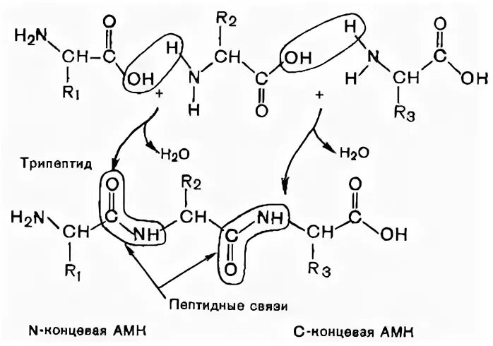 Образование пептидных связей структура белка. Схема образования пептидной связи в молекуле белка. Первичная структура белка пептидная связь. Трипептид связи. Трипептид меди.