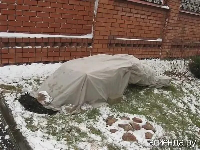 Как правильно укрыть плетистую розу на зиму. Плетистые розы укрытие на зиму. укрытие плетистых роз на зиму фото. как укрывать плетистые розы.