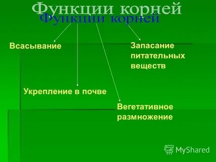 Запасание питательных веществ