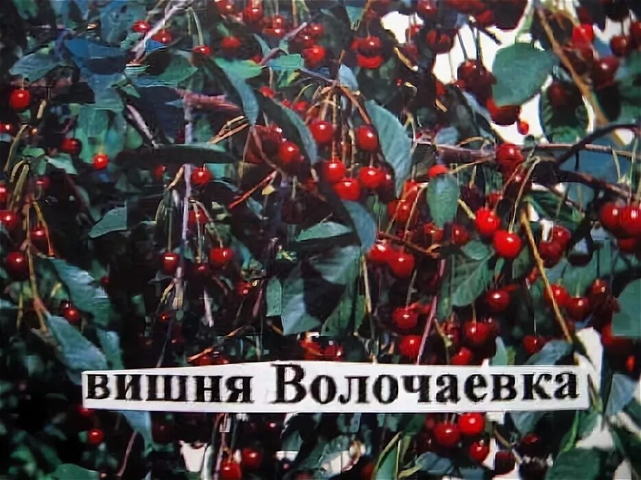 Вишня - Страница 103 - Дачный форум: дача, сад, огород, цветы.