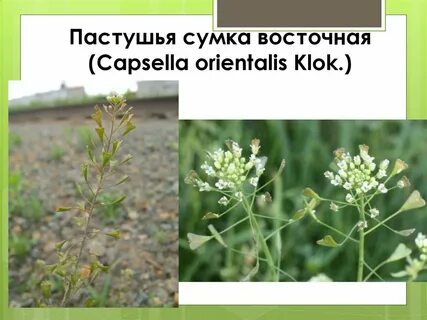 Соцветие пастушьей сумки