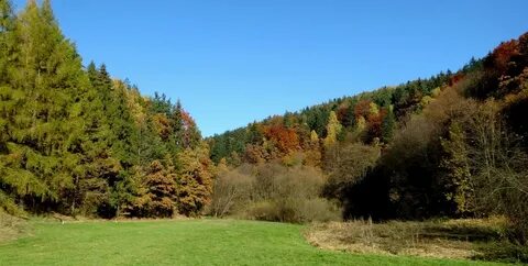 Смешанные хвойно широколиственные леса климат