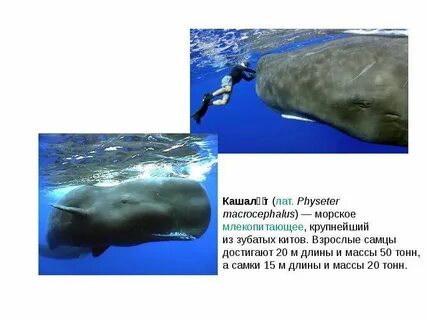 Кашал