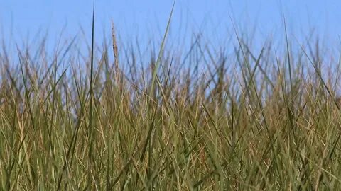 More grass