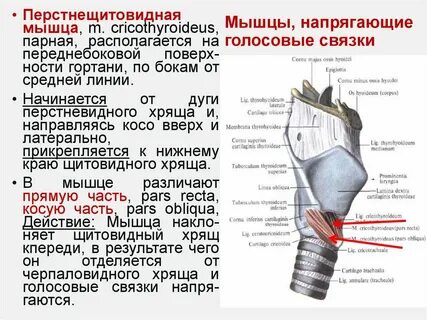 Голосовая мышца