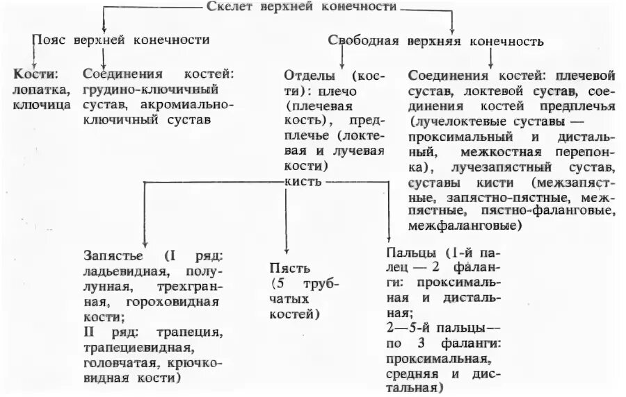 Таблица скелет верхних конечностей