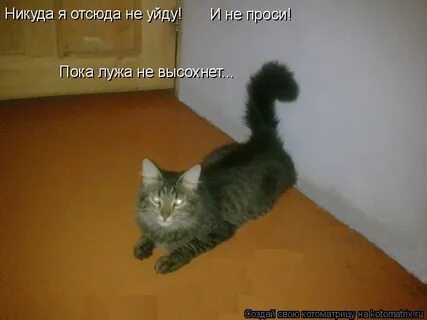 Прошу пока