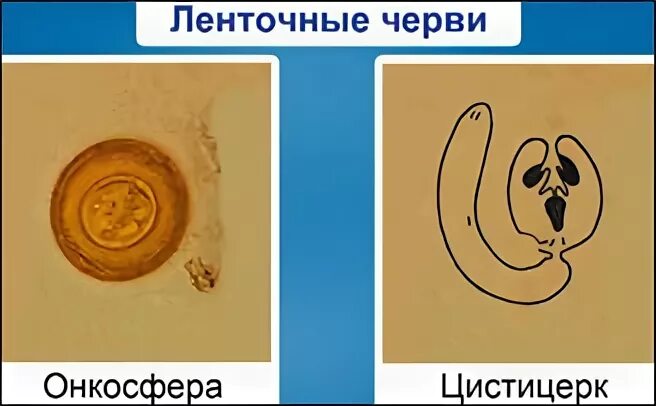 Выход из яиц шестикрючной личинки онкосферы