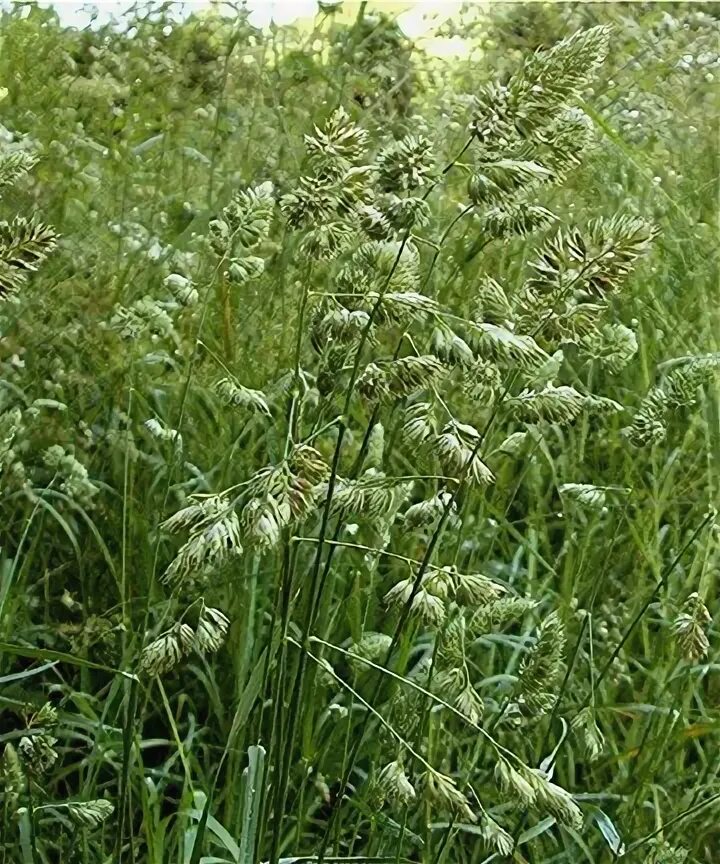 Как выглядит растение ежа сборная Dactylis glomerata Image of an specimen Plantarium