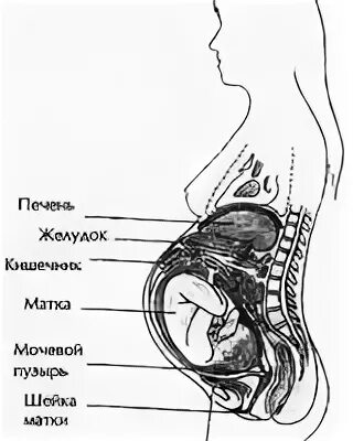 Схема беременная женщина