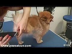 Со скольки стригут шпицев