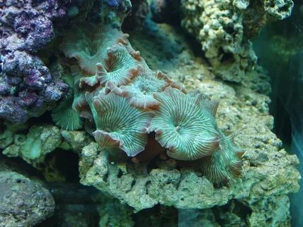 Montagem coral 1.0