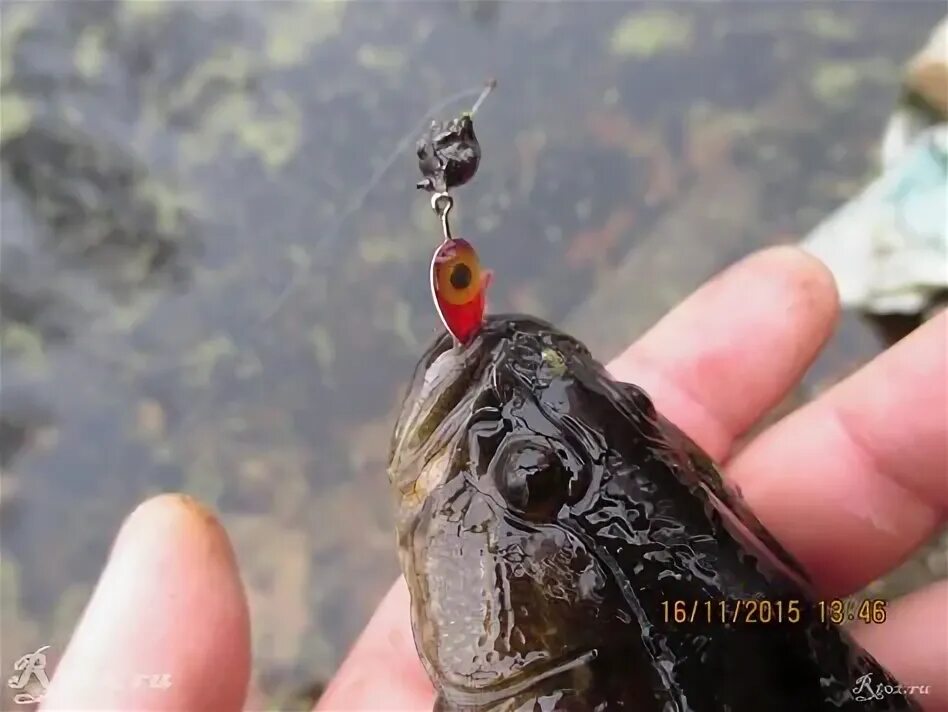 Уловистые мормышки для зимней рыбалки на ротана. Зимняя рыбалка ротан. Мормышки для зимней рыбалки на ротана. Мормышки для ловли ротана. Мормышка на ротана.