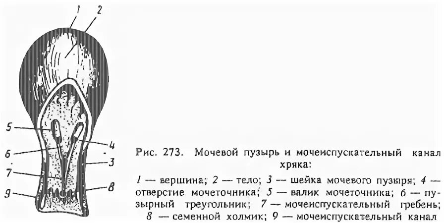 Уретра у собаки