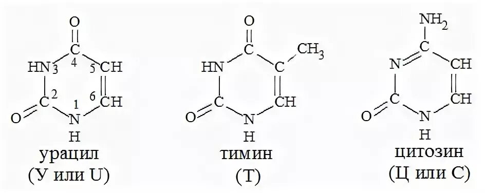 Тимин формула. Формулы цитозина Тимина урацила. Урацил Тимин цитозин формулы. Тимин и урацил формулы. Аденин гуанин цитозин Тимин структурные формулы.