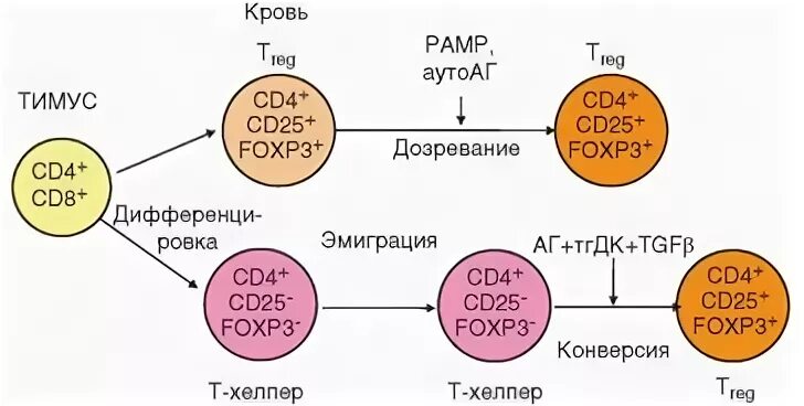Регуляторная функция т-лимфоцитов. Дифференцировка клеток т1 т2. Распознавание антигена, выбор cd4- или cd8-пути т-клеточного ответа.. Варианты регуляторных т-клеток (т- reg). Регуляторные т клетки