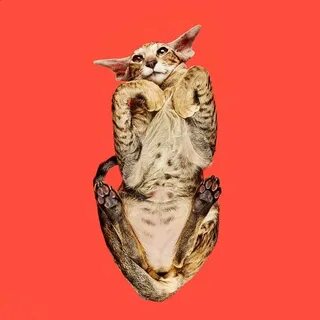 Кошка вид сверху