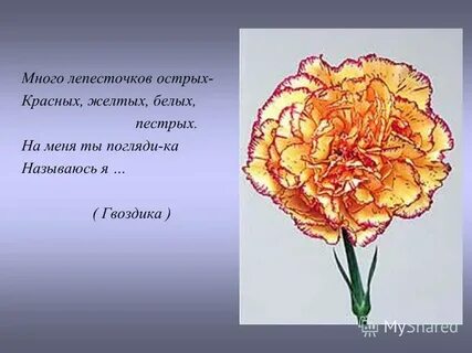 Гвоздик предложение