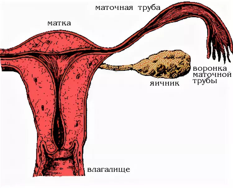 Строение маточной трубы анатомия. Отделы маточной трубы латынь. Строение маточных труб и матки анатомия. Фаллопиевы трубы анатомия. Маточная труба анатомия.