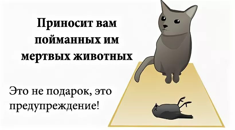 кошки убивают ради удовольствия. ваш кот 2. как понять что ваш кот хочет вас убить. кот попал в плохую компанию. ваш кот 2.