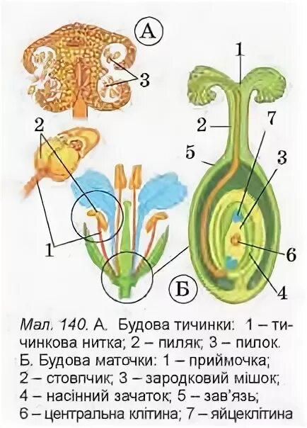 Зачаток цветка. Будова тичинки. насінний зачаток. фото будова маточки. покажи какие маточки бывают.