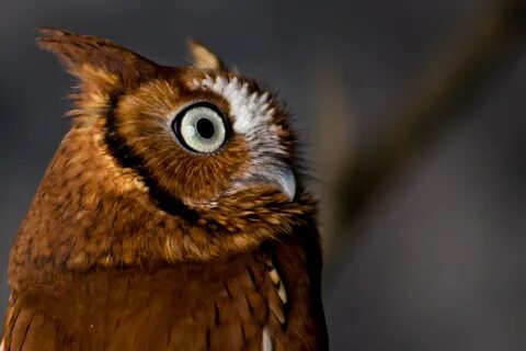 Screech