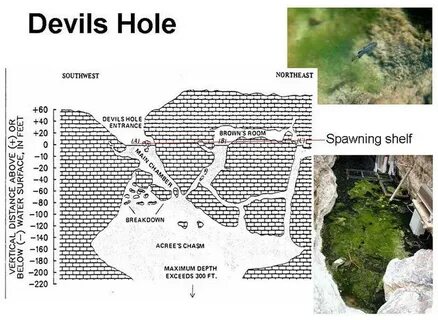 Devil s plan