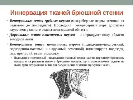 Брюшная нервная полость
